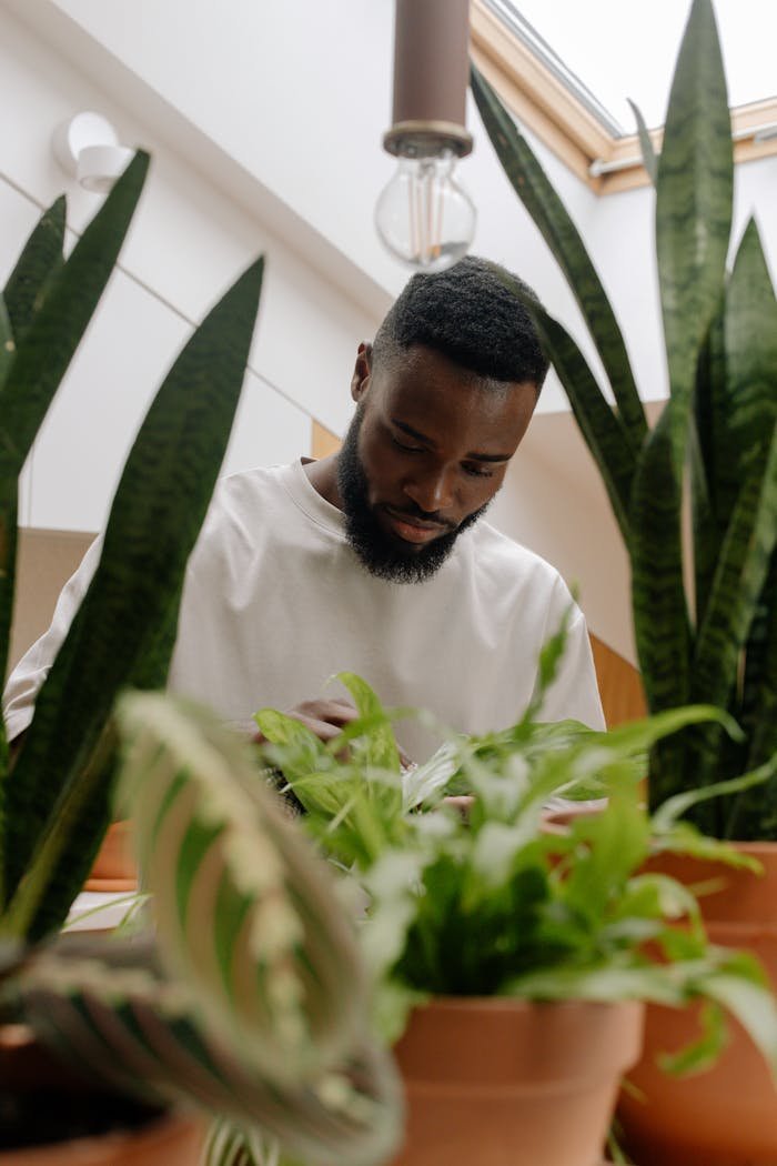 collection-04 A man tending to various potted houseplants indoors, captured in a serene moment.
